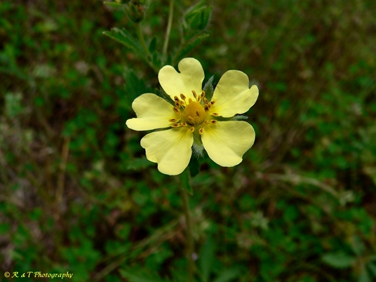 {Potentilla recta}